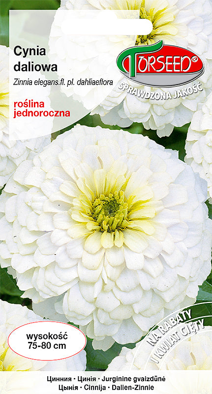 Zinnia dahlia