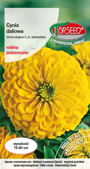 Zinnia dahlia