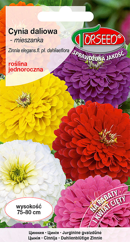 Zinnia dahlia