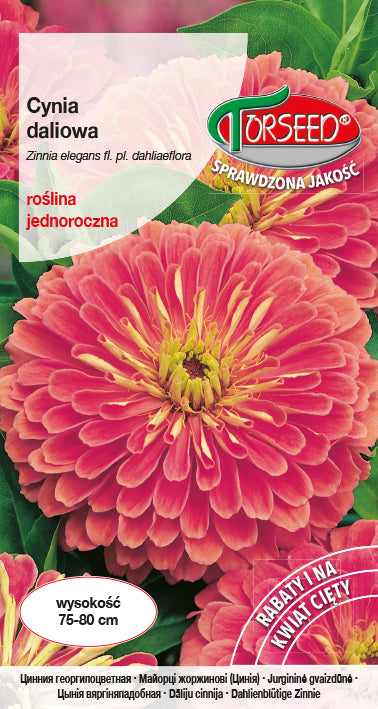 Zinnia dahlia