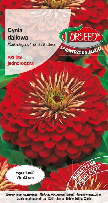Zinnia dahlia