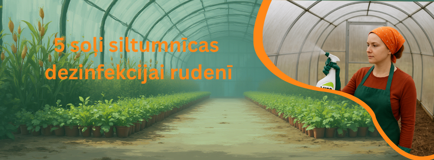 5 soļi siltumnīcas dezinficēšana rudenī