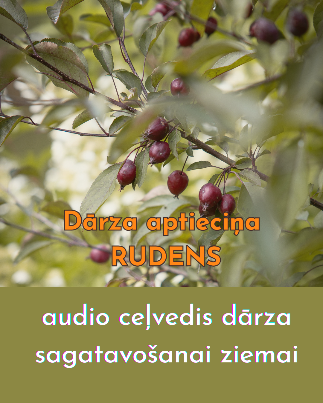 Dārza rudens aptieciņa – audio ceļvedis dārza sagatavošanai ziemai