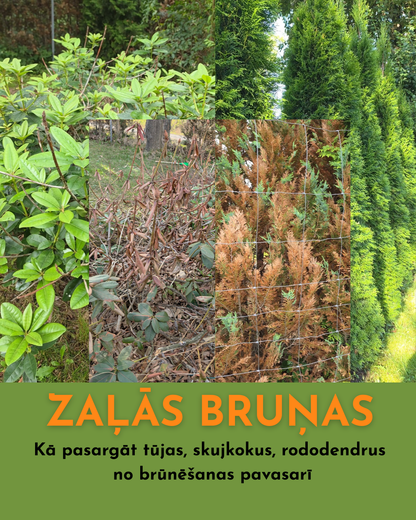 Kā pasargāt tūjas, skujkokus un rododendrus no brūnēšanas pavasarī
