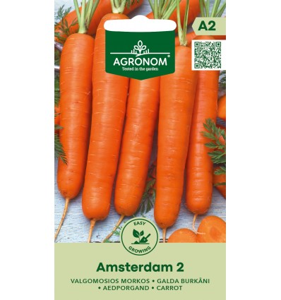 Burkānu sēklas Amsterdam, var sēt rudenī