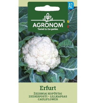 Agrie ziedkāposti Erfurt 1g, ziedkāpostu sēklas