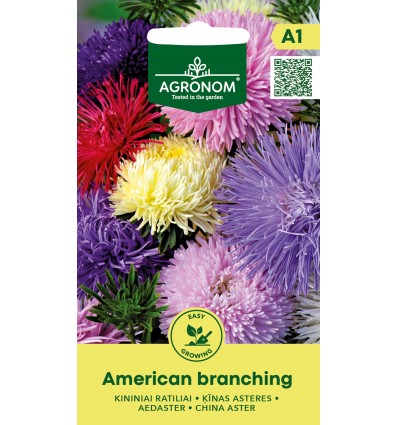 Ķīnas asters AMERICAN BRANCHING