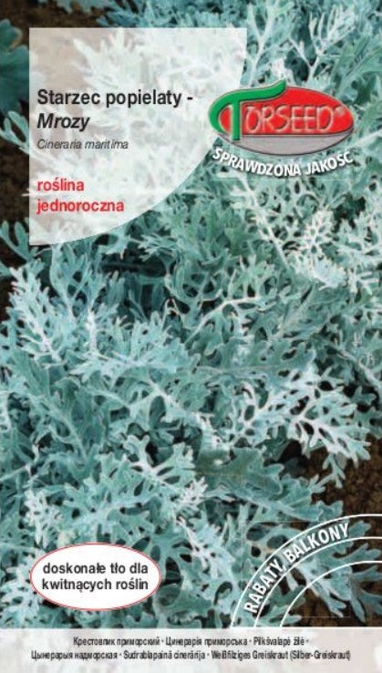 Cinerārijas, krustaines, pelēkas