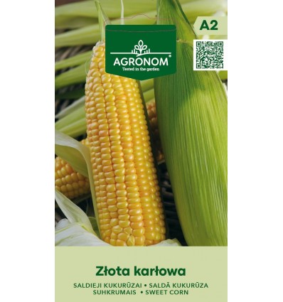 Kukurūzas sēklas saldā. kukurūzas audzēšana