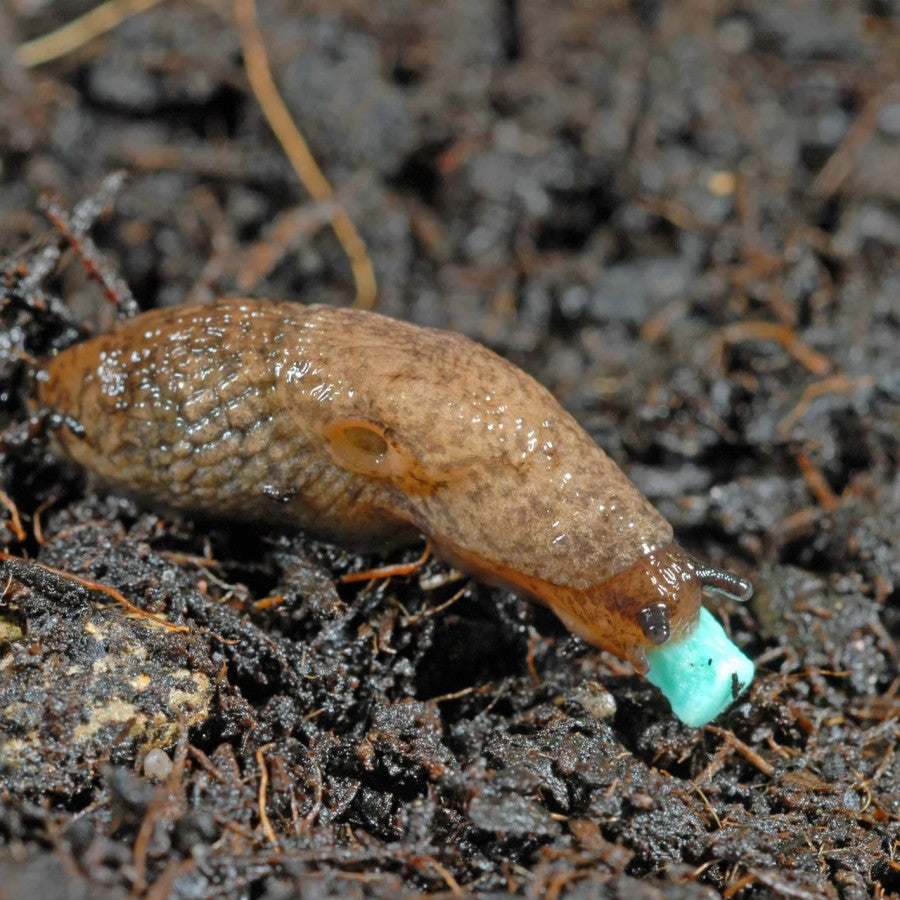 Līdzeklis pret gliemežiem, Spānijas kailgliemežiem Ferramol Limacide granulas