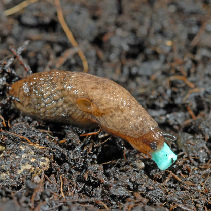 Līdzeklis pret gliemežiem, Spānijas kailgliemežiem Ferramol Limacide granulas