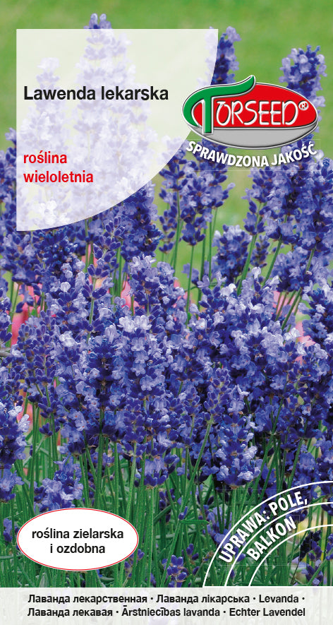 Lavanda