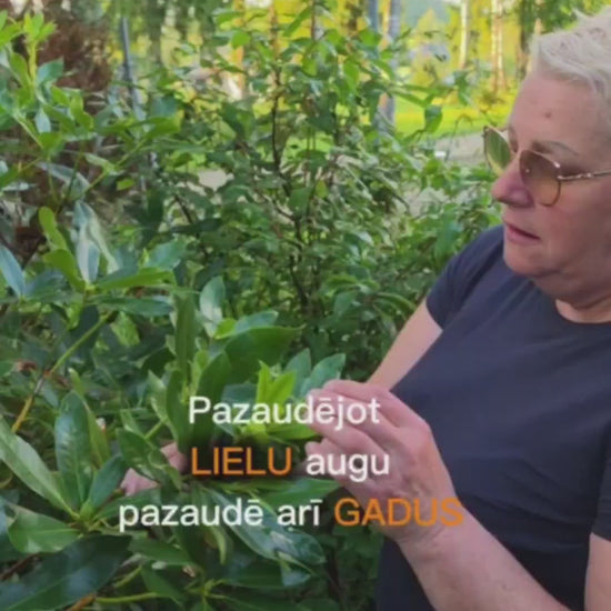 Rododendru kopšana