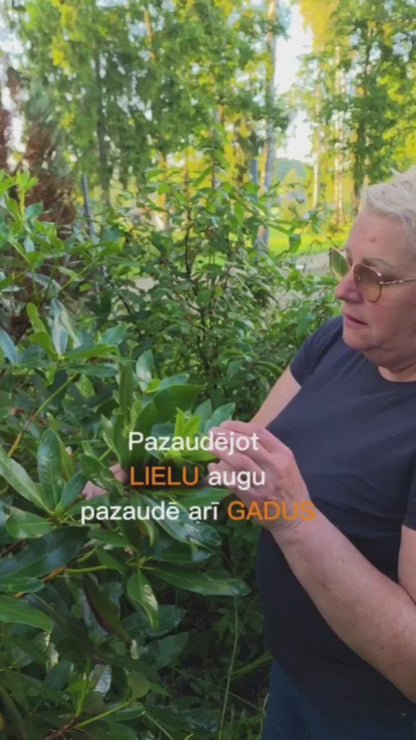 Rododendru kopšana