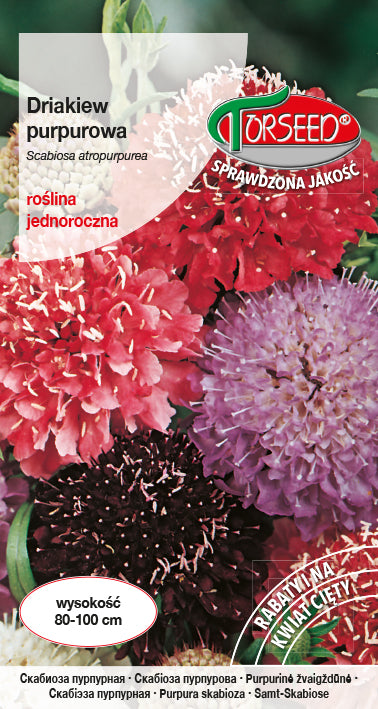 Skabioza lielziedu